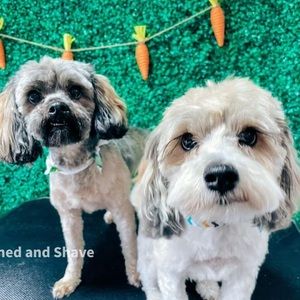 Meet your Posher, Dee